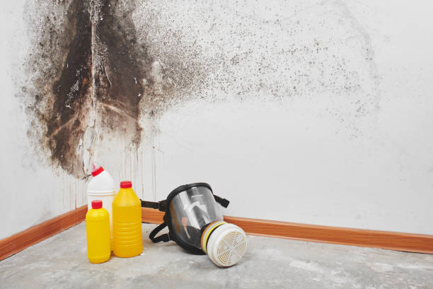 Best Health and Safety Mold Remediation in El Lago, TX