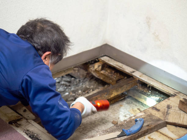 Best Attic Mold Remediation in El Lago, TX