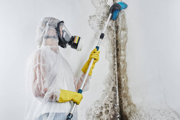 Best Mold Remediation for Specific Building Types in El Lago, TX