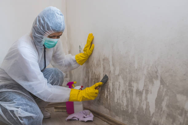 Best Basement Mold Remediation in El Lago, TX