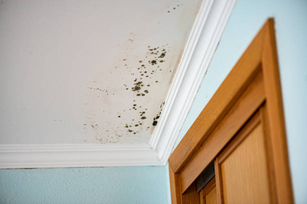 Reliable El Lago, TX Mold Remediation Solutions