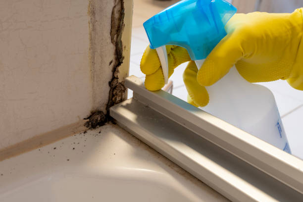 Best Crawl Space Mold Remediation in El Lago, TX