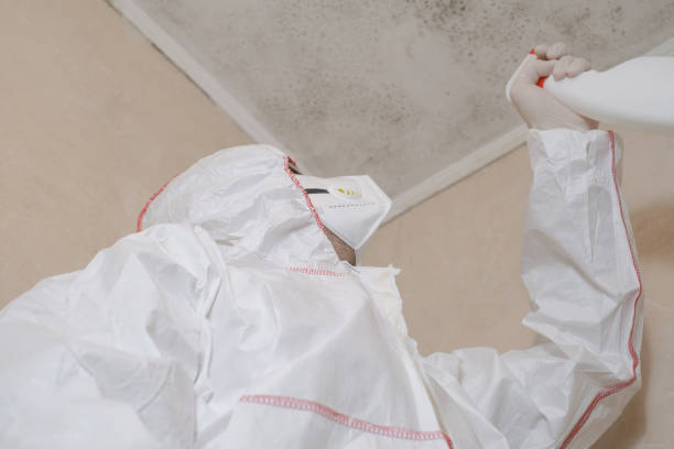 Best DIY Mold Remediation Support Services in El Lago, TX