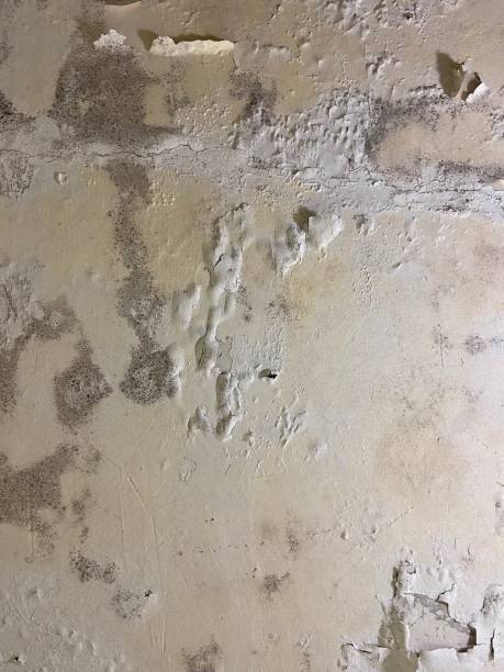 Best Mold Testing and Inspection Services in El Lago, TX