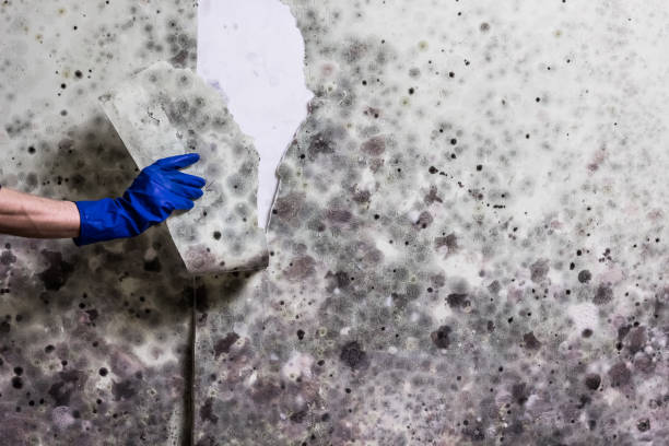 Best Industrial Mold Remediation in El Lago, TX